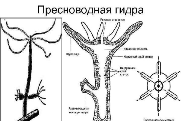 Кракен зеркало тор picassogallery com